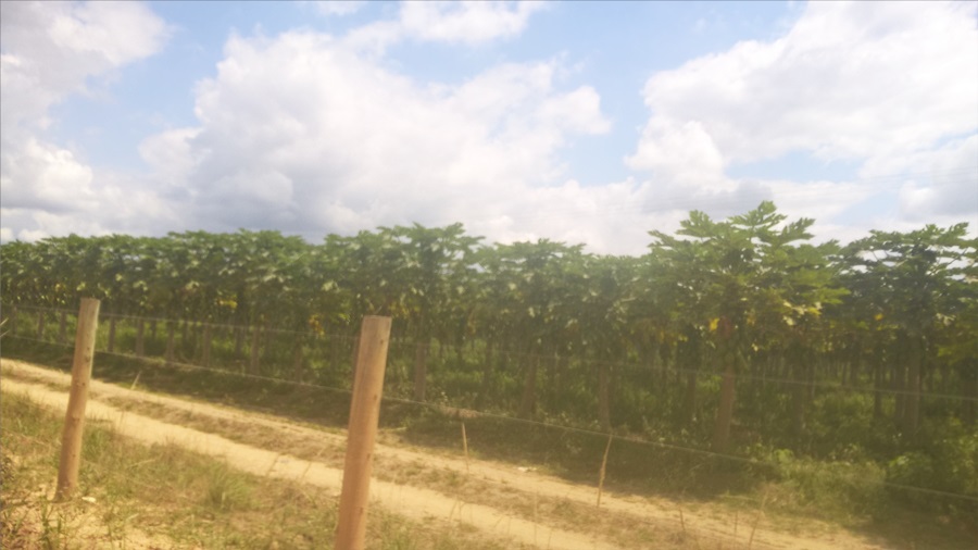 Moradores do Ponto Maneca em Eunápolis reclamam da pulverização aérea de venenos fortes em fazendas vizinhas 7