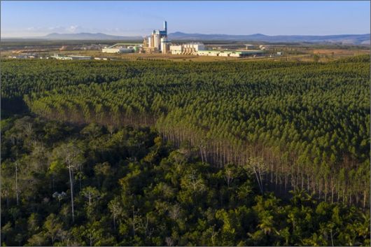 Foto: Ascom/ Veracel Celulose