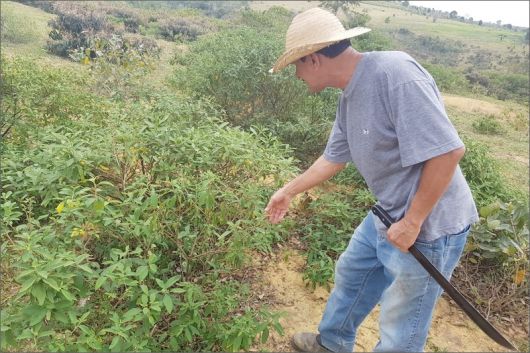 Foto: Ascom/ Veracel Celulose